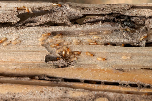 Spider Control Near Me in Mayville, NY
