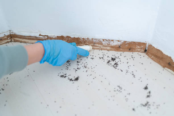 Best Best Pest Control Companies  in Mayville, NY